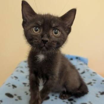 Buster -  Domestic Short Hair Cat for Adoption in Rochester, Minnesota - Buster | PetCurious
