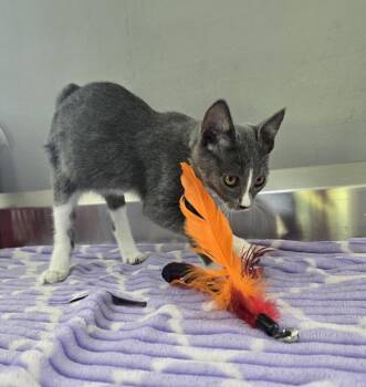 Kobe -  Domestic Short Hair Cat for Adoption in Dickson, Tennessee - Kobe | PetCurious