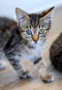 Rescue Domestic Short Hair Cats for Adoption in Chapel Hill, North Carolina - Peppercorn | PetCurious