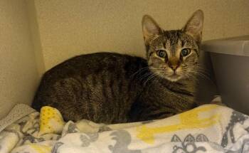 Maple -  Domestic Short Hair Cat for Adoption in Osseo, Michigan - Maple | PetCurious