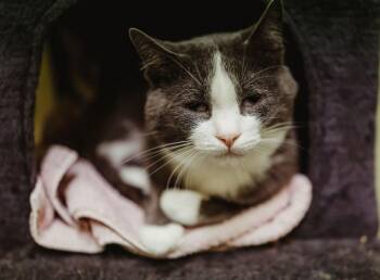 Rescue Domestic Short Hair Cats for Adoption in Quilcene, Washington - Ritz | PetCurious