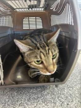 Domestic Short Hair Cats Available for Adoption in West Chester, Pennsylvania - Simba | PetCurious