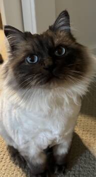 Ragdoll Cats Available for Adoption in Rockford, Michigan - Liberty - Bonded With Benji | PetCurious