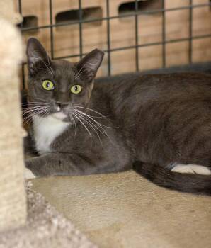 Bloo -  Domestic Short Hair Cat for Adoption in Marana, Arizona - Bloo | PetCurious