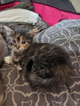 Huckleberry -  Calico and Domestic Short Hair Cat for Adoption in Buford, Georgia - Huckleberry | PetCurious