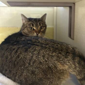 Domestic Short Hair Cats Available for Adoption in West Olive, Michigan - Moze | PetCurious