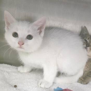 Sirloin -  Domestic Short Hair Cat for Adoption in Fort Wayne, Indiana - Sirloin | PetCurious