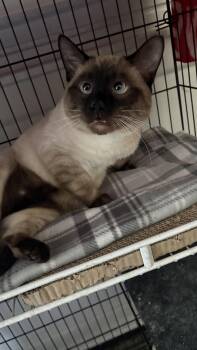 Siamese Cats Available for Adoption in White Bluff, Tennessee - Simba Aka Simon | PetCurious