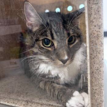 Sally -  Domestic Short Hair Cat for Adoption in Philadelphia, Pennsylvania - Sally | PetCurious