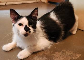 Elsie -  Domestic Long Hair and Tuxedo Cat for Adoption in Gilbert, Arizona - Elsie | PetCurious