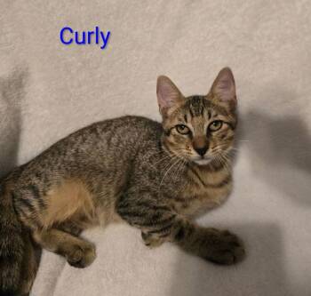 Curly -  Domestic Short Hair Cat for Adoption in Bossier City, Louisiana - Curly | PetCurious