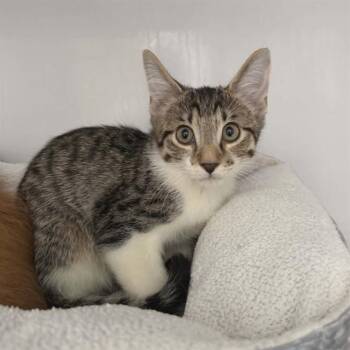 MARLON -  Domestic Short Hair Cat for Adoption in Albuquerque, New Mexico - MARLON | PetCurious