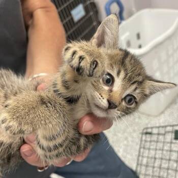 0594-C26 -  Domestic Short Hair Cat for Adoption in Port Charlotte, Florida - 0594-C26 | PetCurious