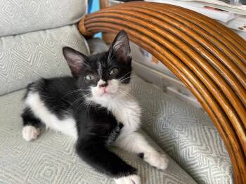 Smitty -  Tuxedo Cat for Adoption in Orlando, Florida - Smitty | PetCurious