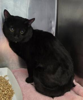 Domestic Short Hair Cats Available for Adoption in El Paso, Texas - Warlock | PetCurious