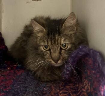 Jenga -  Domestic Long Hair Cat for Adoption in Thompson Falls, Montana - Jenga | PetCurious