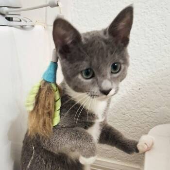 Domestic Short Hair Cats Available for Adoption - Misty | PetCurious