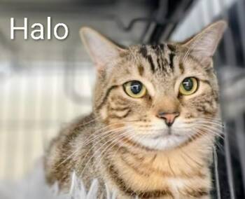 Domestic Short Hair Cats Available for Adoption in St. Catharines, Ontario - Halo | PetCurious