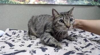 Domestic Short Hair Cats Available for Adoption in Moreno Valley, California - A550306 | PetCurious