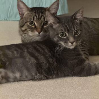 Rescue Tabby Cats for Adoption in Mauldin, South Carolina - Milo And Misty | PetCurious