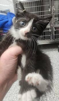 Netflix -  Domestic Short Hair Cat for Adoption in Republic, Missouri - Netflix | PetCurious