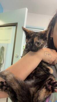 Domestic Short Hair Cats Available for Adoption in Daytona Beach, Florida - Hillary | PetCurious