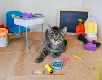 Rescue Domestic Short Hair Cats for Adoption in Hermitage, Pennsylvania - Cherry | PetCurious