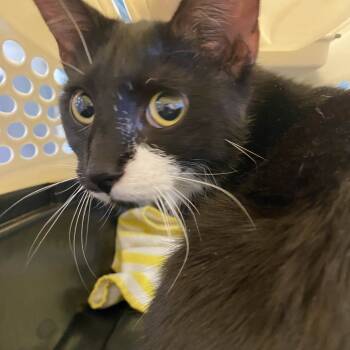 Rescue Domestic Short Hair Cats for Adoption in Gloucester, Virginia - Chicken Sandwich | PetCurious