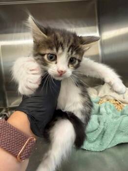 GUAPA -  Domestic Short Hair Cat for Adoption in Fremont, California - GUAPA | PetCurious