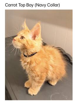 Carrot Top -  Maine Coon Cat for Sale in Cisco, Texas - Carrot Top | PetCurious