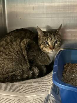 Domestic Short Hair Cats Available for Adoption - Tinker | PetCurious