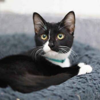 Porcini -  Domestic Short Hair Cat for Adoption in Atlanta, Georgia - Porcini | PetCurious