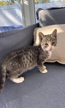 Loretta -  Domestic Short Hair and Tabby Cat for Adoption in New York, New York - Loretta | PetCurious