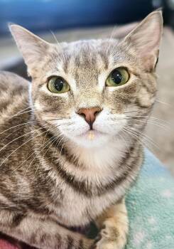 Gia - Rancho Cucamonga PetSmart -  Domestic Short Hair Cat for Adoption in Yorba Linda, California - Gia - Rancho Cucamonga PetSmart | PetCurious