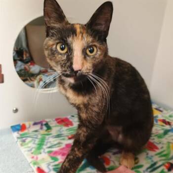 Domestic Short Hair Cats Available for Adoption in Kent, Washington - BLAZE | PetCurious