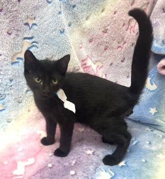 260918  Yin -  Domestic Short Hair Cat for Adoption in Wetumpka, Alabama - 260918  Yin | PetCurious