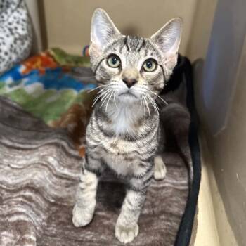 Twisty -  Domestic Short Hair and Tabby Cat for Adoption in Penn Yan, New York - Twisty | PetCurious