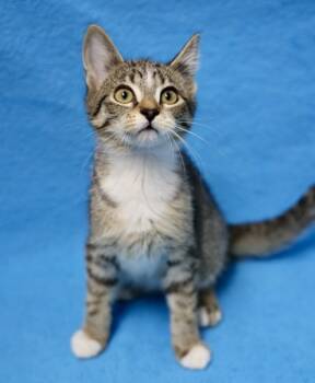Rescue Domestic Short Hair Cats for Adoption in Hastings, Minnesota - Mumble | PetCurious