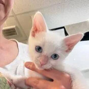 Alto 2026-370 -  Domestic Short Hair and Siamese Cat for Adoption in Winder, Georgia - Alto 2026-370 | PetCurious