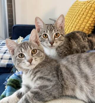 Frank and Renley -  American Shorthair Cat for Adoption in Philadelphia, Pennsylvania - Frank And Renley | PetCurious