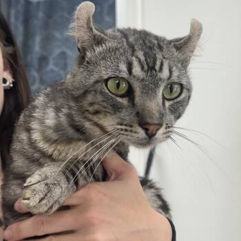 Paul -  American Curl Cat for Adoption in Birmingham, Alabama - Paul | PetCurious