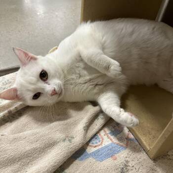 Domestic Short Hair Cats Available for Adoption in Missoula, Montana - Barney | PetCurious