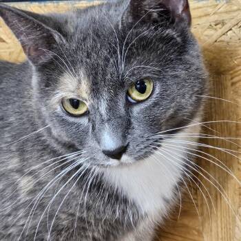 Petunia -  Dilute Tortoiseshell Cat for Adoption in Richmond, Virginia - Petunia | PetCurious