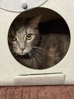 Domestic Short Hair Cats Available for Adoption in Woodland, California - APPIE | PetCurious