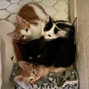 Mars -  Domestic Long Hair Cat for Adoption in Chicago, Illinois - Mars | PetCurious