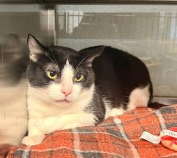 Domestic Medium Hair and Domestic Short Hair Cats Available for Adoption in Fort Worth, Texas - Bekebak | PetCurious