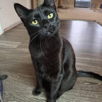 Jett -  Domestic Short Hair and Bombay Cat for Adoption in Yorba Linda, California - Jett | PetCurious