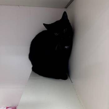 Soy Sauce -  Domestic Short Hair Cat for Adoption in Las Vegas, Nevada - Soy Sauce | PetCurious