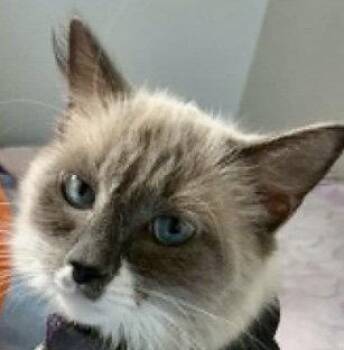 WASHTAI -  Siamese and Himalayan Cat for Adoption in Minesing, Ontario - WASHTAI | PetCurious