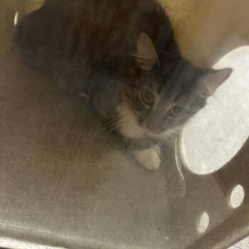 Katty Labell -  Domestic Short Hair Cat for Adoption in Philadelphia, Pennsylvania - Katty Labell | PetCurious